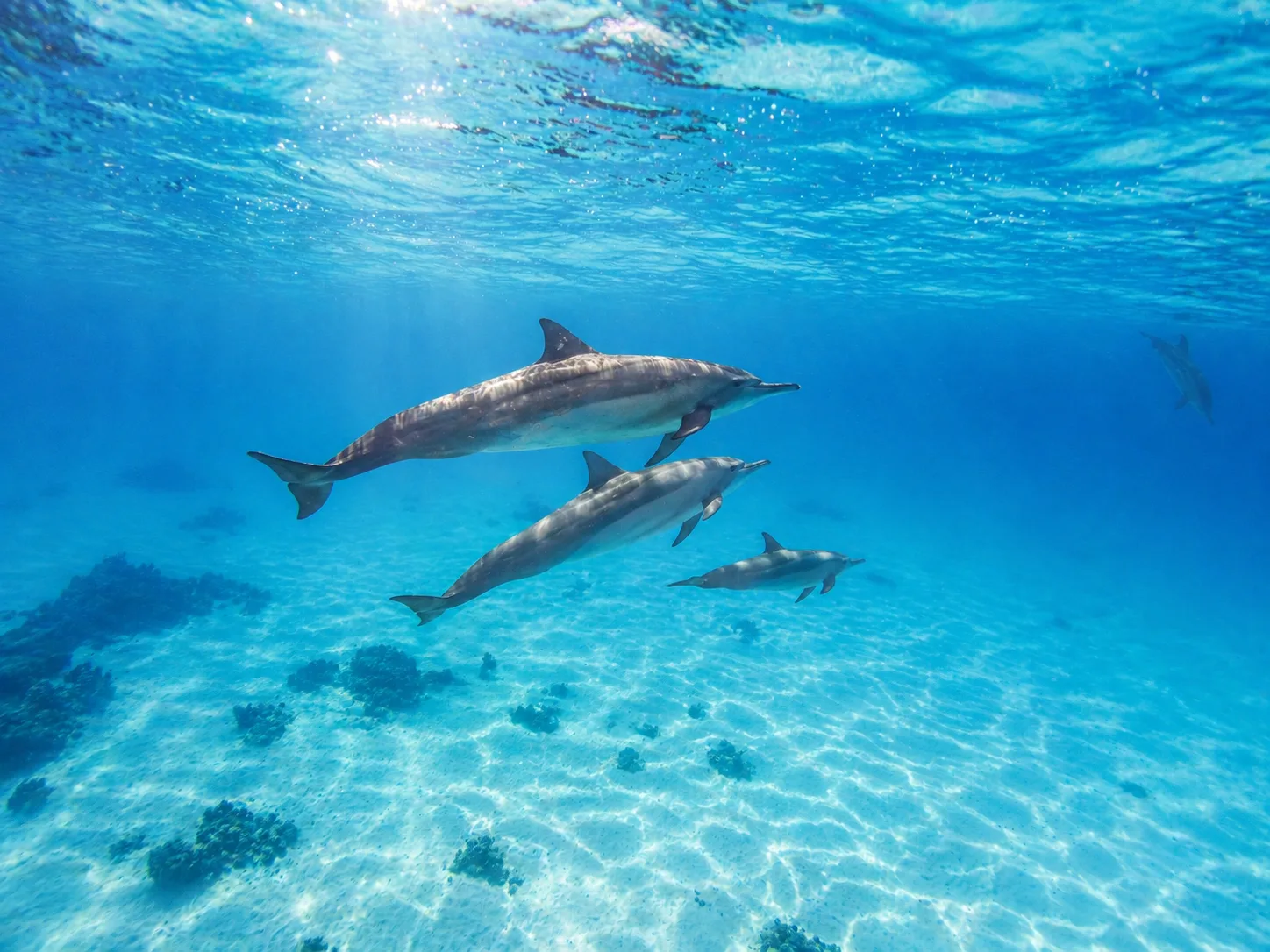 Sataya Dolphin Reef, Marsa Alam 7